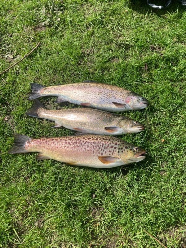 Hot Smoked Trout